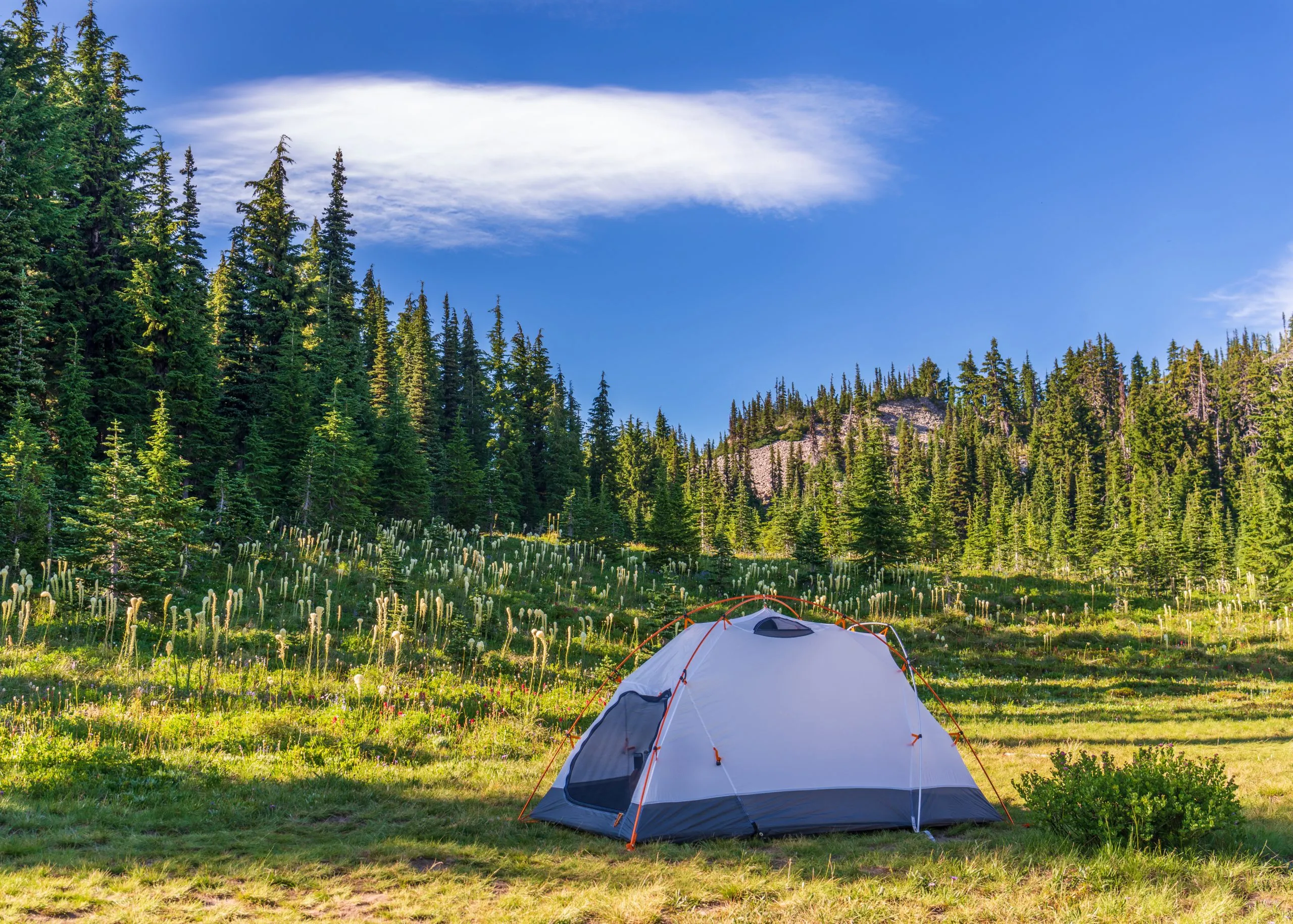 A backcountry tent among alpine meadow wildflowers at Goat Rocks Wilderness Area